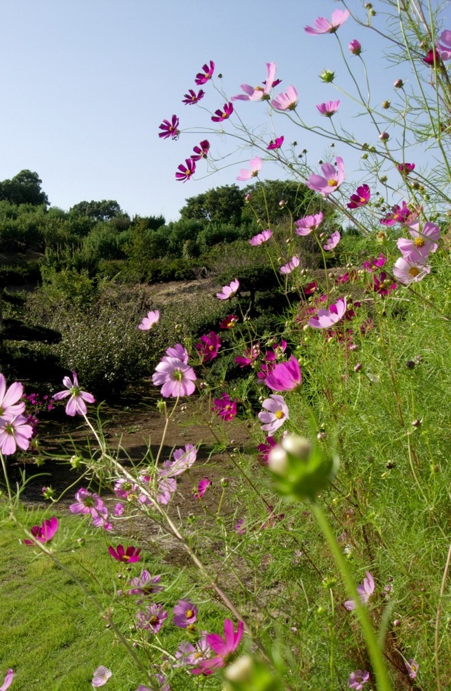 cosmos